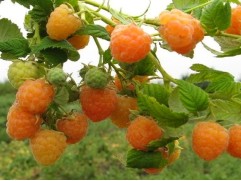 Малина желтая 