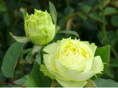 Роза чайно-гибридная 