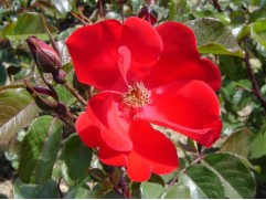 Роза парковая 