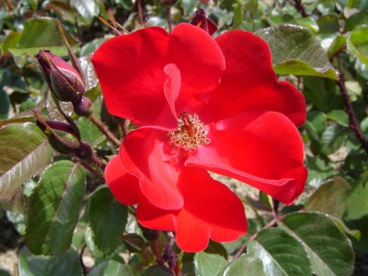 Роза парковая Роза парковая