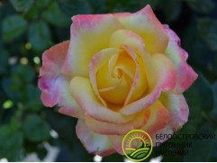 Роза чайно-гибридная 