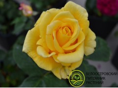 Роза чайно-гибридная 