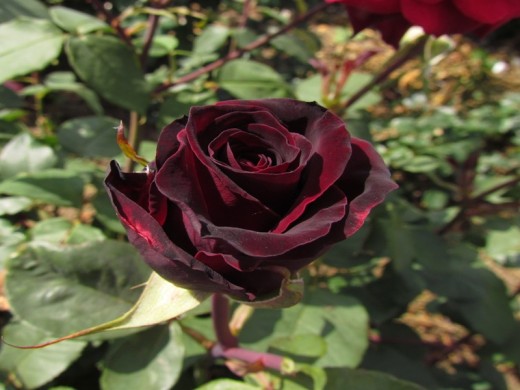 Роза чайно-гибридная Роза чайно-гибридная