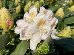 Рододендрон гибридный Рододендрон гибридный