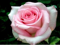 Роза чайно-гибридная 