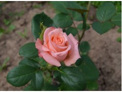 Роза чайно-гибридная 