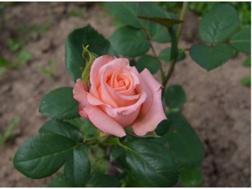 Роза чайно-гибридная Роза чайно-гибридная