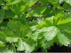 Сельдерей листовой Сельдерей листовой