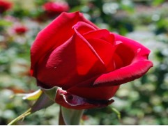 Роза чайно-гибридная 