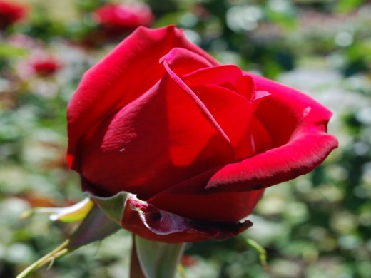 Роза чайно-гибридная Роза чайно-гибридная