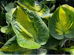 Хоста гибридная 