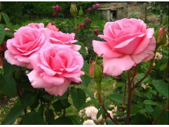 Роза чайно-гибридная 