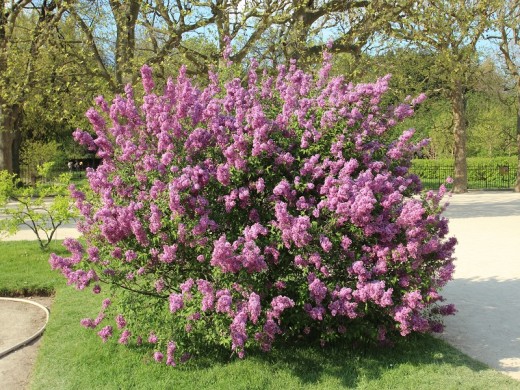 Сирень китайская (Контейнер 1,5л.) Сирень китайская (Контейнер 1,5л.)