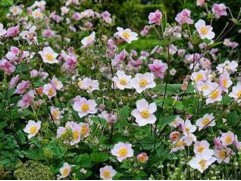 Анемона японская 