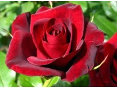 Роза чайно-гибридная 