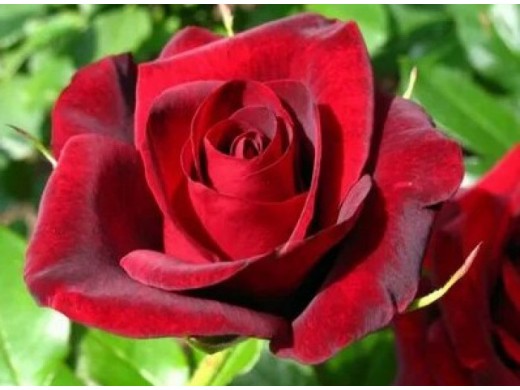 Роза чайно-гибридная Роза чайно-гибридная