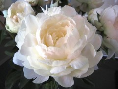 Пион молочноцветковый 