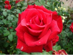 Роза чайно-гибридная 