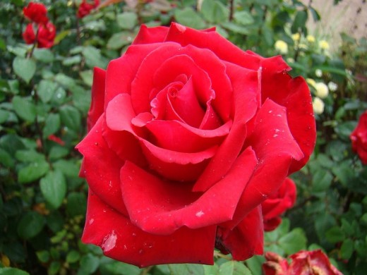 Роза чайно-гибридная Роза чайно-гибридная