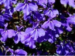 Лобелия ампельная 