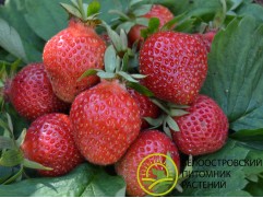 Земляника крупноплодная 