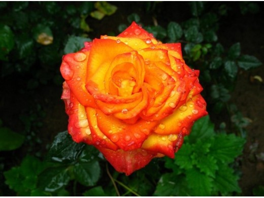 Роза чайно-гибридная Роза чайно-гибридная