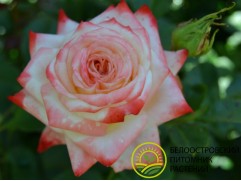 Роза чайно-гибридная 