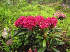 Рододендрон гибридный 