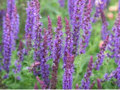 Шалфей дубравный 