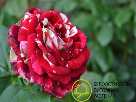 Роза чайно-гибридная Роза чайно-гибридная