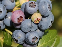 Голубика высокорослая 