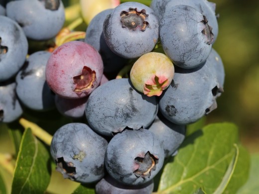 Голубика высокорослая Голубика высокорослая