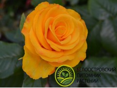 Роза чайно-гибридная 