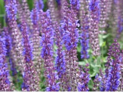 Шалфей дубравный 