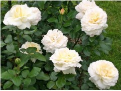 Роза чайно-гибридная 