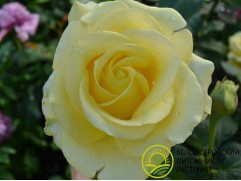 Роза чайно-гибридная 