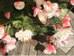 Бегония клубневая 