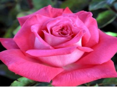 Роза чайно-гибридная 