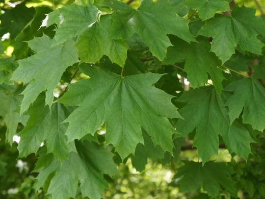 Клен обыкновенный (Контейнер 1,0л.) Клен обыкновенный (Контейнер 1,0л.)