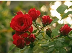 Роза чайно-гибридная 