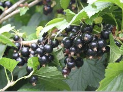Смородина черная 
