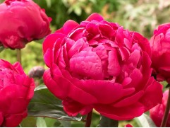 Пион молочноцветковый 