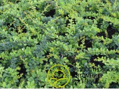 Барбарис Тунберга 