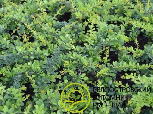 Барбарис Тунберга Барбарис Тунберга