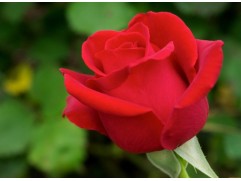 Роза чайно-гибридная 