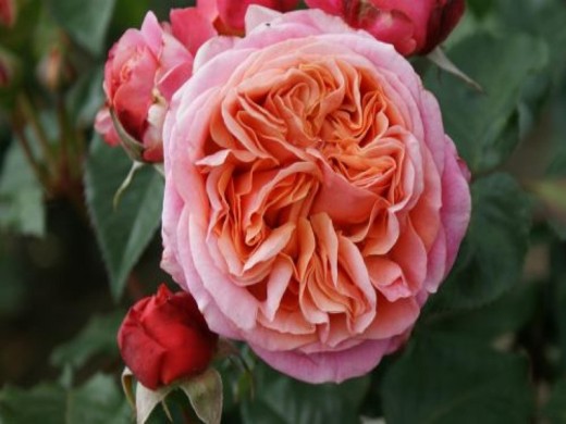 Роза чайно-гибридная Роза чайно-гибридная