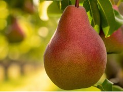 Груша 