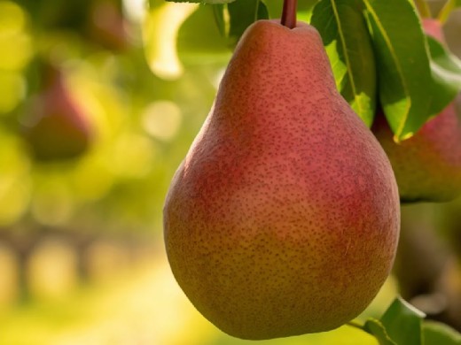 Груша Груша