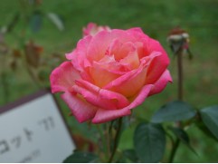 Роза чайно-гибридная 