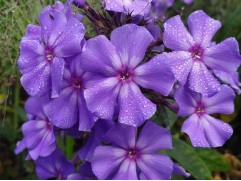 Флокс метельчатый 